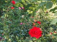 -石榴花开餐厅