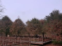 -五缘湾湿地公园