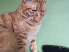 -猫猫幼稚园·撸猫·桌游·电玩