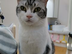 -李小姐の猫咖啡馆(五角场店)