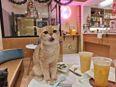 -滚猫咖啡·猫咖·猫友好撸猫(未来城店)