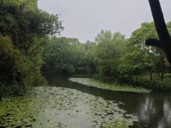 -西溪国家湿地公园