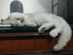 -荔康动物医院(康王北路店)