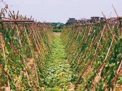 -米岗农庄