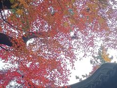 -秋霞圃