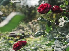 -人民公园(罗湖区)