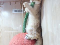 -屋虎猫馆(宝安大仟里店)