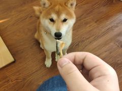 -豆柴町-柴犬主题狗咖(红鼎国际C座店)