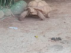 -海南热带野生动植物园