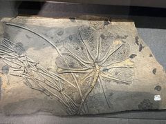 -贵州省地质博物馆