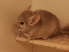 -龙猫仔乐园(惠福东路店)