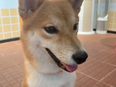 -柴犬高等学院·狗咖·柴犬售卖·宠物训练