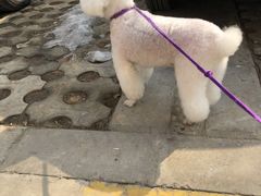 -芭比堂动物医院·犬猫全科·异宠专科(雁塔分院)