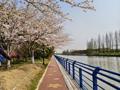 -高东镇樱花园
