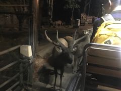 -清迈夜间动物园