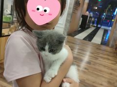 -袖虎·猫馆(体育西路店)