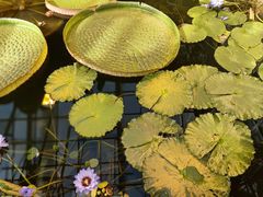 -国家植物园南园