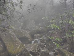 -天目山大树王景区