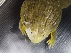 -萌宠奇缘