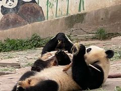 -中国大熊猫保护研究中心雅安碧峰峡基地