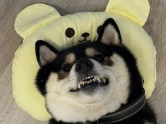 -柴迷FANS CLUB·柴犬狗咖·猫咖