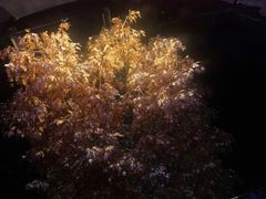 -永利澳门酒店