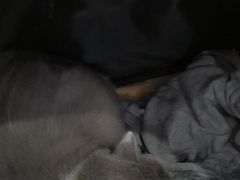 -艾贝尔宠物医院·24H转诊中心·肿瘤猫专科(江宁双龙店)
