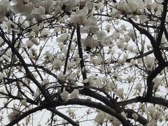 -鸡鸣汤包(红山动物园店)