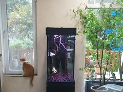 -伟伟宠物医院·CT影像中心·瑞派犬猫综合性门诊(汉口总院)