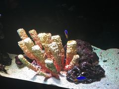 -暹罗海洋世界