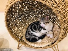 -飞行喵MR PILOT|猫舍·猫咖(静安大融城店)