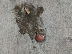 -桂林市花鸟市场