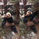 我有独特的观赏迷惑行为技巧!