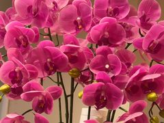 -味千拉面(惠州文昌一路分店)