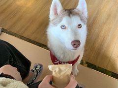 -Husky Go! 哈士奇体验馆·宠物咖啡厅狗咖