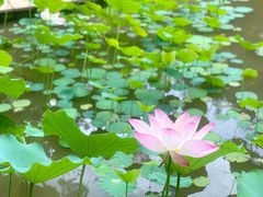 -曼听御花园