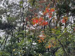 -火炉山森林公园