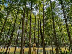 -桤木河湿地公园