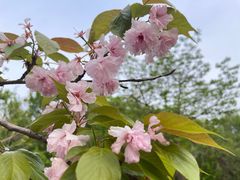 -长白岛森林公园