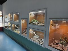 -上海大自然野生昆虫馆(东方明珠·爬宠昆虫探索中心)