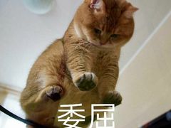 -渝乡老妈·北京烤鸭(六里桥店)