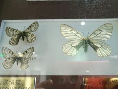 -上海昆虫博物馆