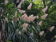 -火炉山森林公园