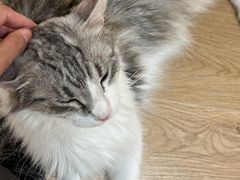 -1013 PET SHOP精品宠物商店(丁香店)