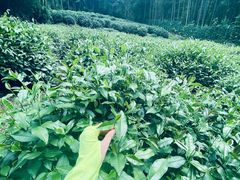 -法云安缦酒店
