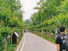 -武汉紫薇都市田园