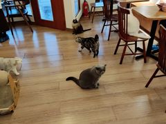 -有猫主题·治愈系猫咖(曾厝垵店)