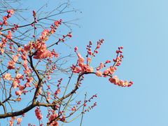 -莘庄公园