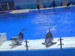 -石家庄极地海洋世界