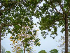 -天适樱花悠乐园